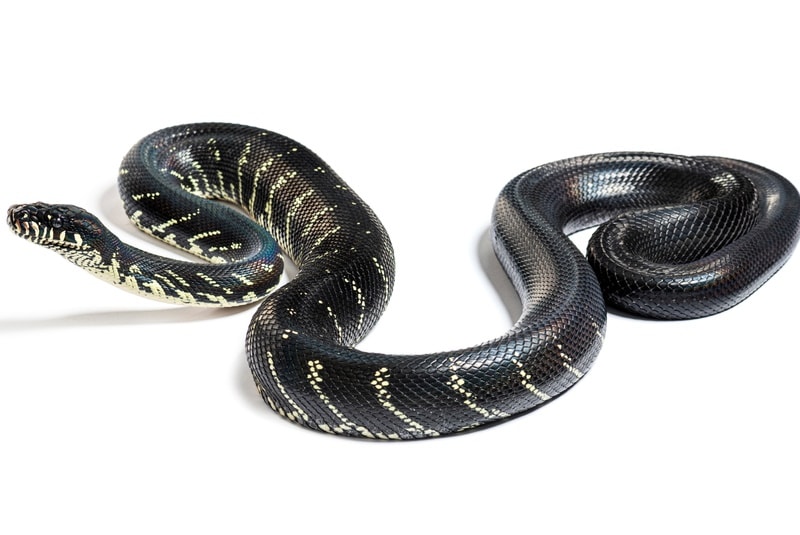 Boelen’s Python on white background