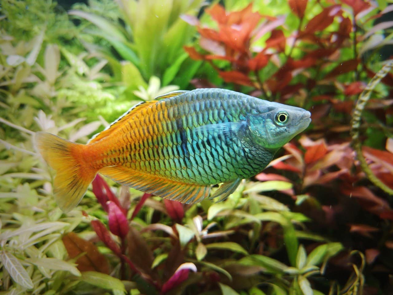 Boeseman's Rainbow Fish