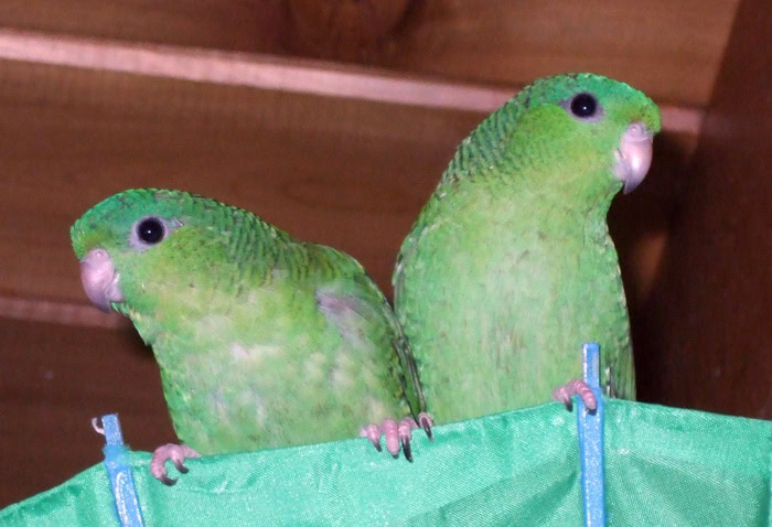 Bolborhynchus lineola