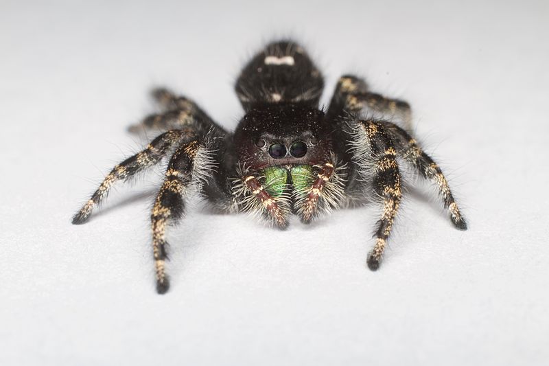 Bold Jumping Spider (17359930735)