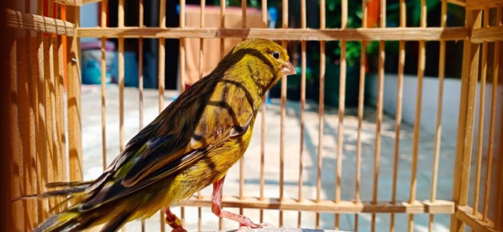 Border Fancy Canary
