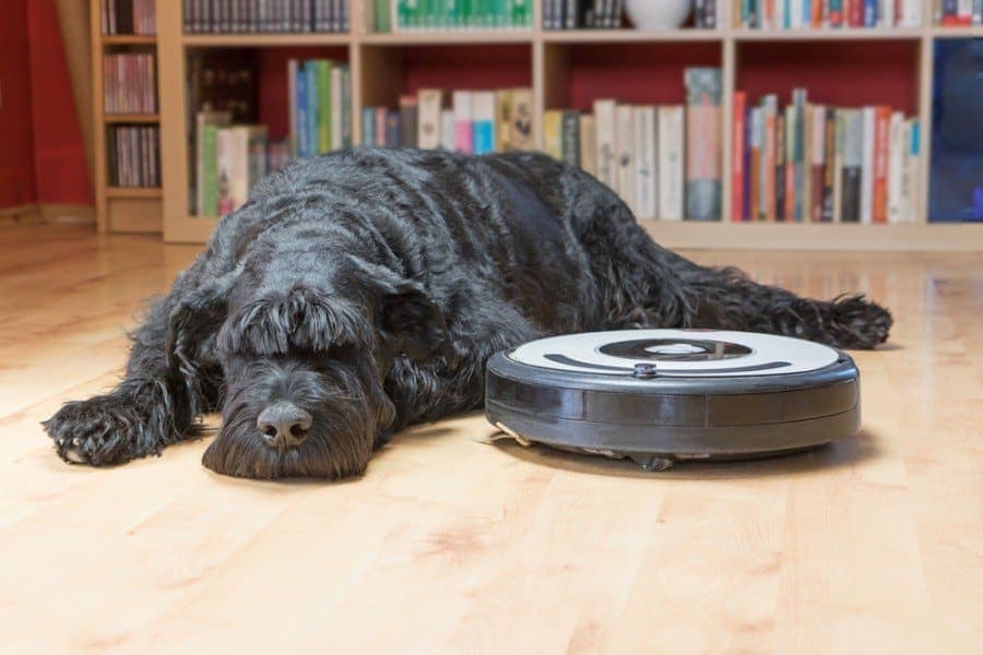 Bored Giant Black Schnauzer dog