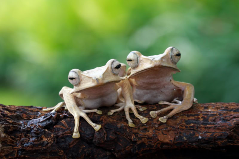 Borneo-eared frogs on a tree