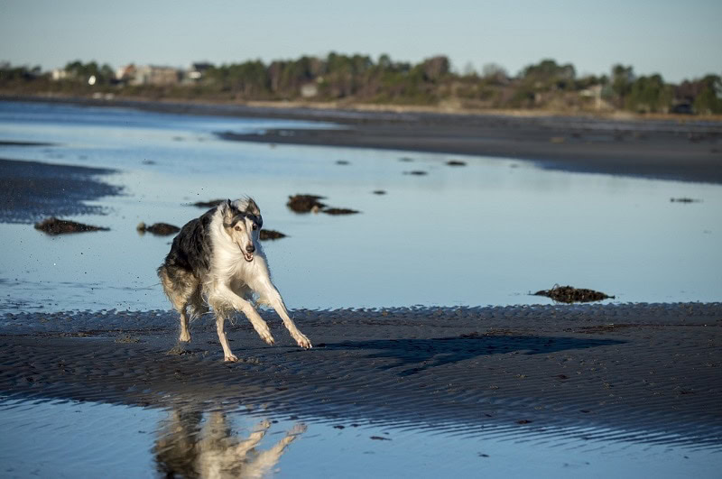 borzoi