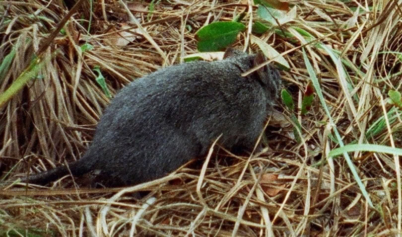 Bosavi Woolly Rats