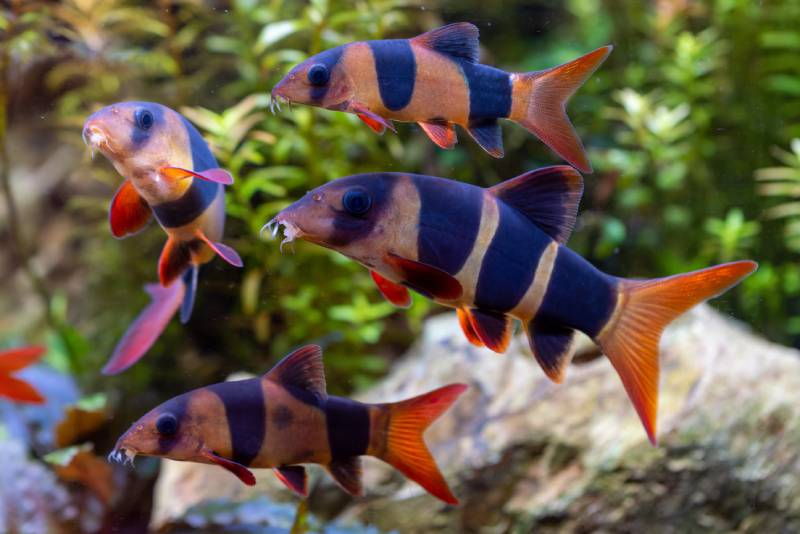 Botia macracantha Clown loach swimming in fish tank
