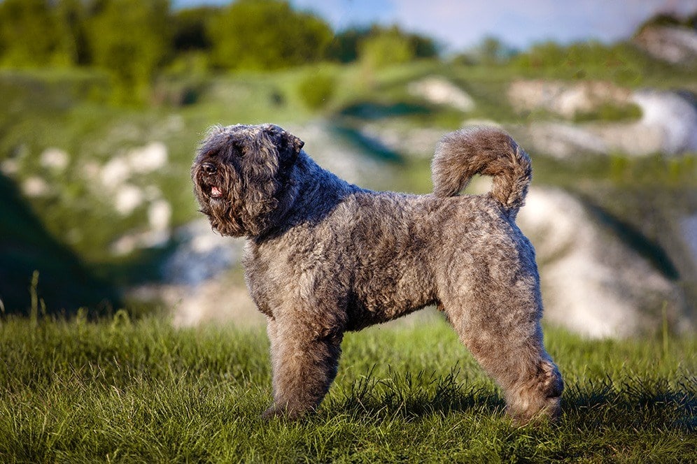 Bouvier-des-Flandres