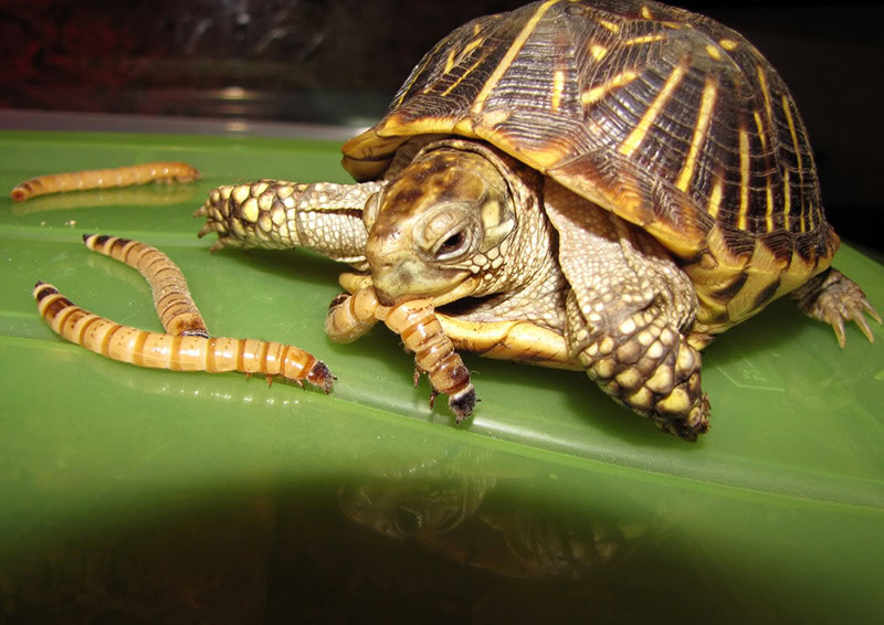 Box Turtle in its habitat eating meal worms