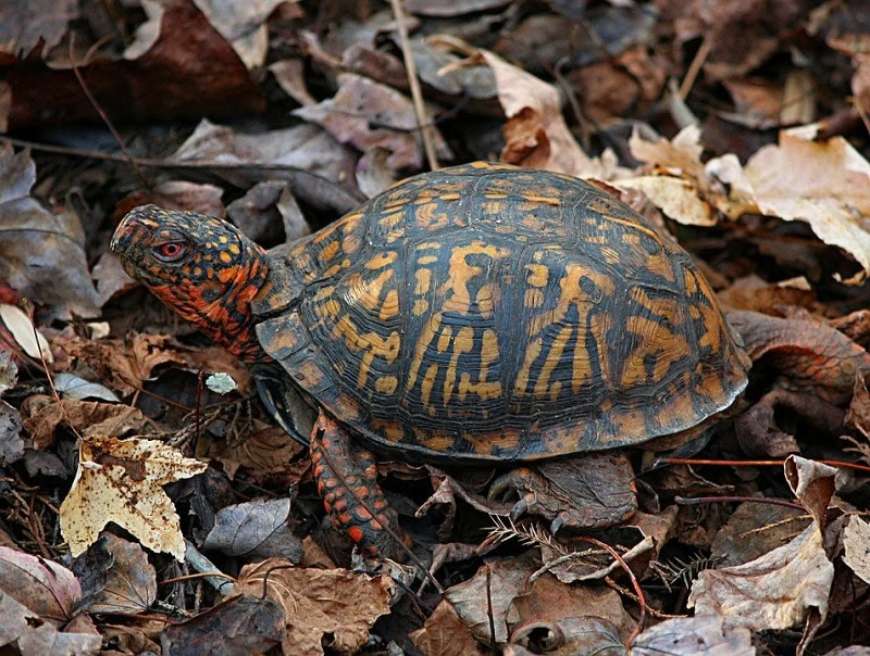 Box Turtle
