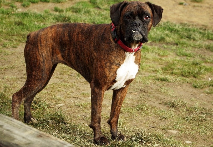 Boxer