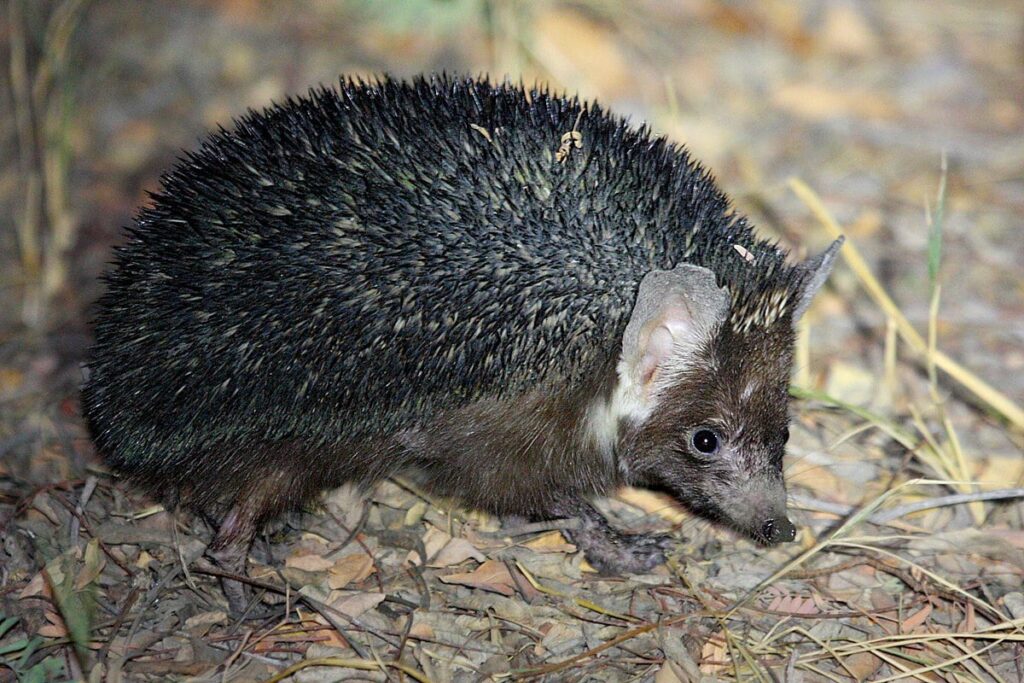 Brandt's Hedgehog