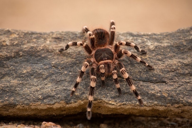 Brazilian Whiteknee Tarantula