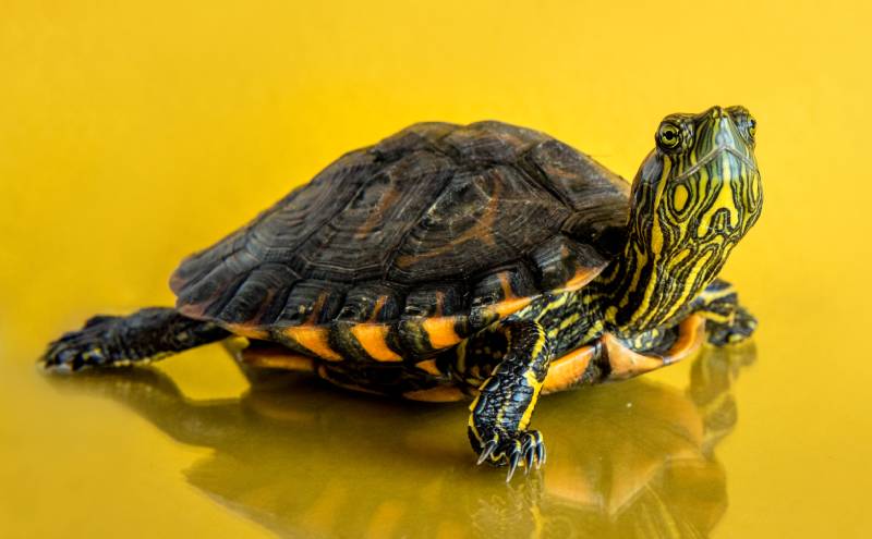 Brazilian pet turtle on yellow background