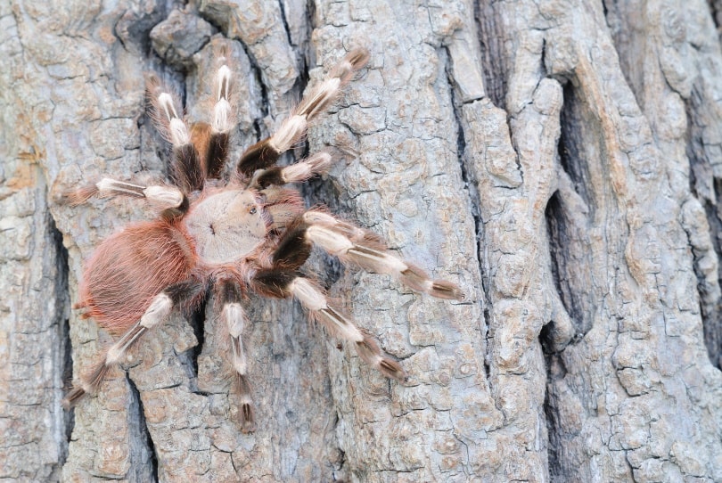 Brazilian red and white tarantula