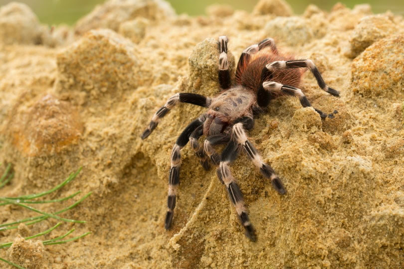 Brazilian red and white tarantula