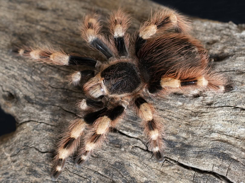 Brazilian red and white tarantula