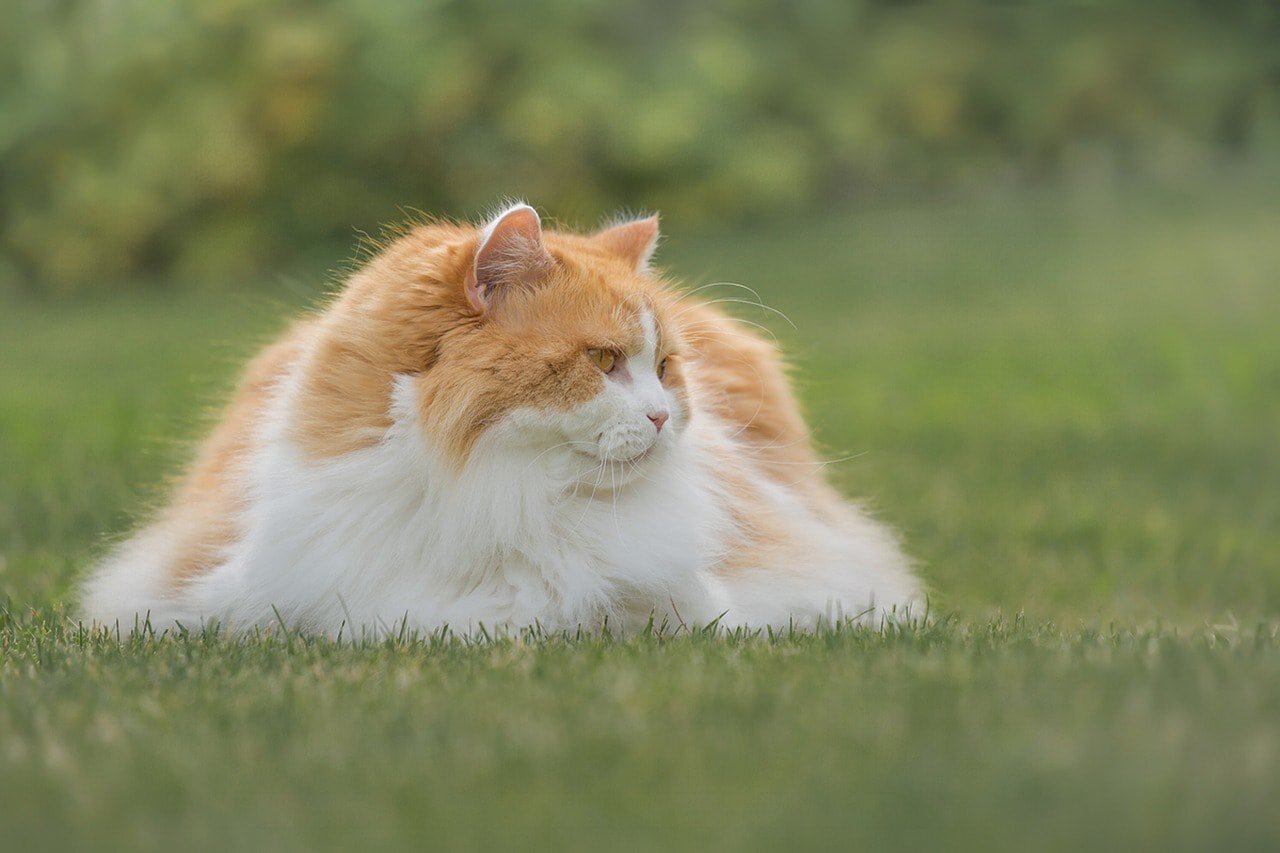 British Longhair