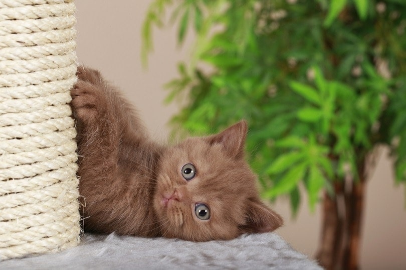 British-short-hair-kitten-beside-scratching-post
