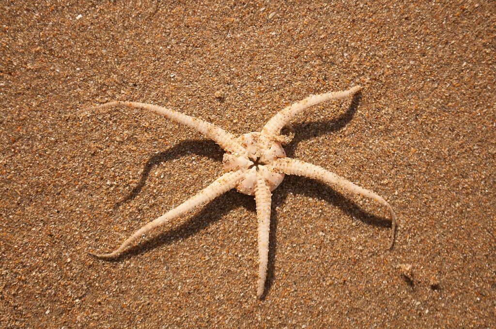Brittle Star back