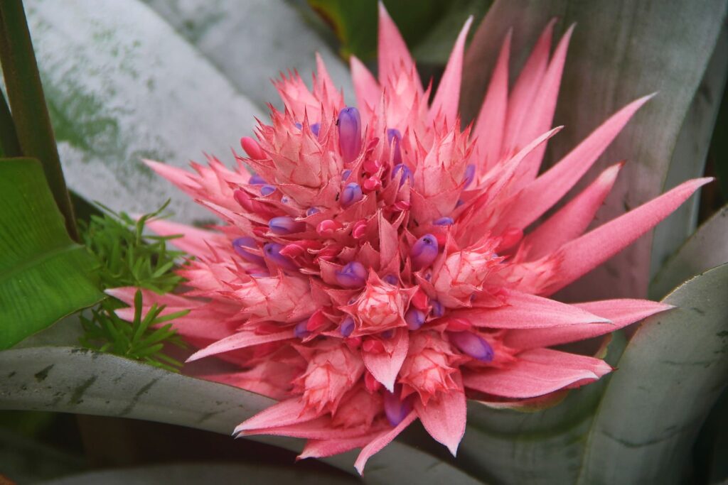 Bromeliads
