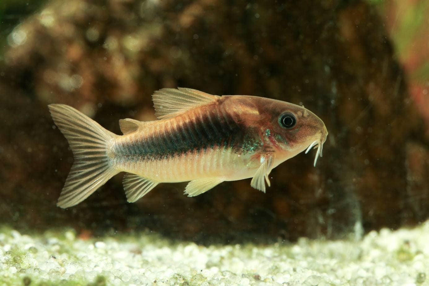Bronze Cory