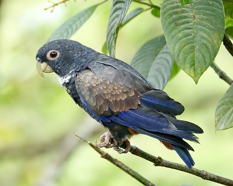 Bronze-winged parrot