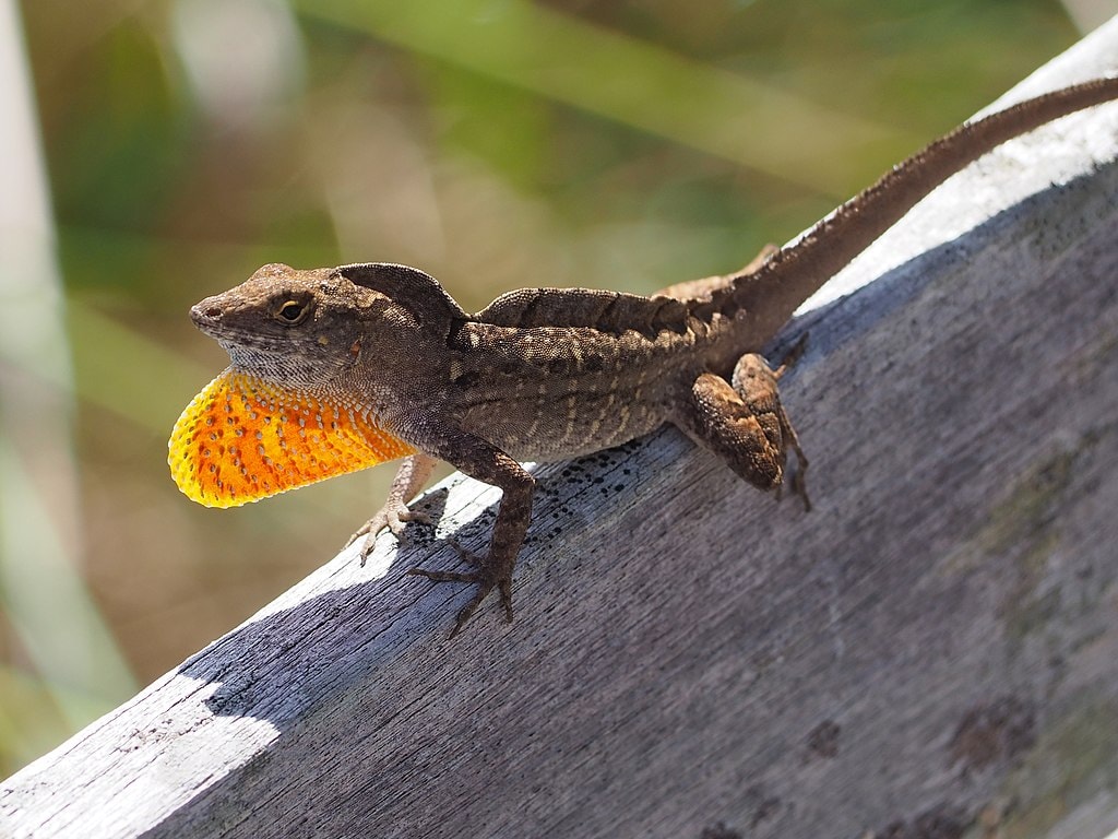 Brown Anole (Anolis sagrei)