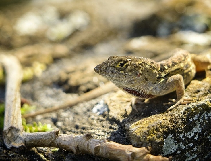 Brown Anole