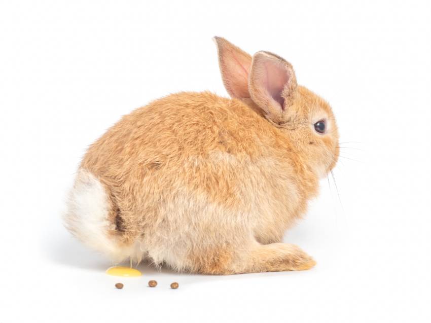 Brown Rabbit Pee and Poop