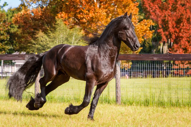 Brown black frisian running outdoors