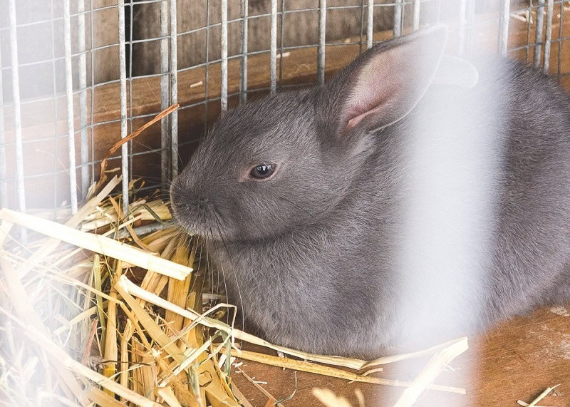 Brown-gray agouti
