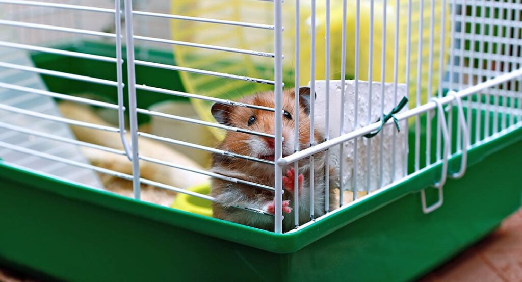 Brown syrian hamster inside a cage