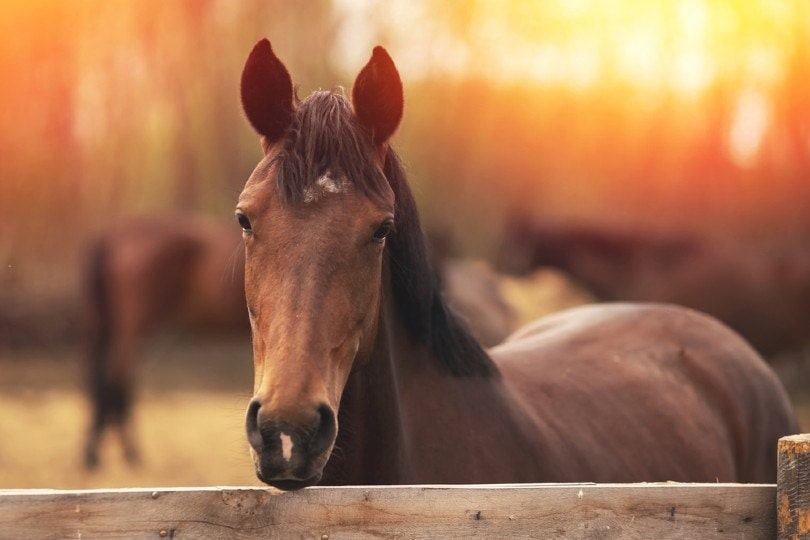 Brown young horse stallions