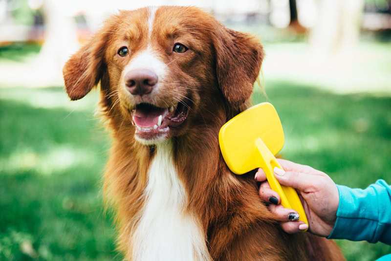 Brushing Brown Border Collie