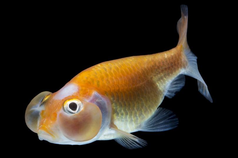 Bubble eye Gold_In Laos_shutterstock