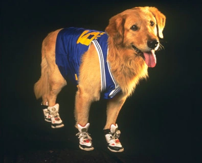 Buddy from Air Bud