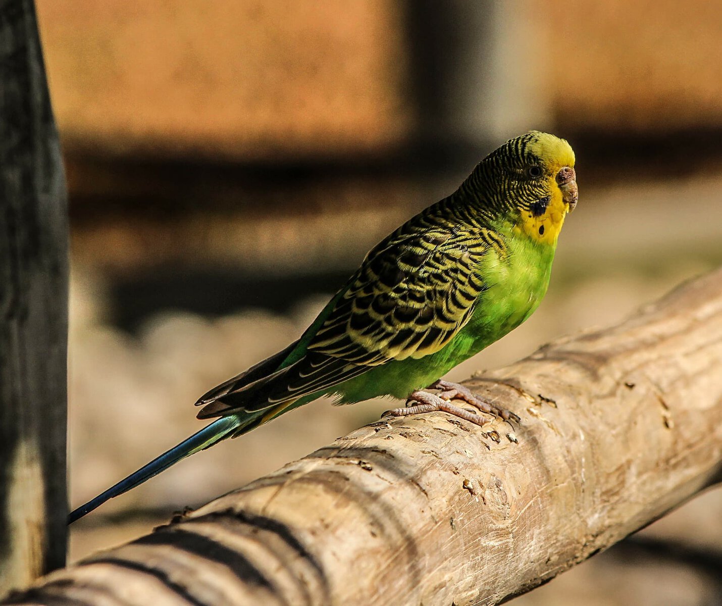 Budgerigar side view_Pixabay