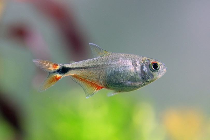 Buenos Aires Tetra