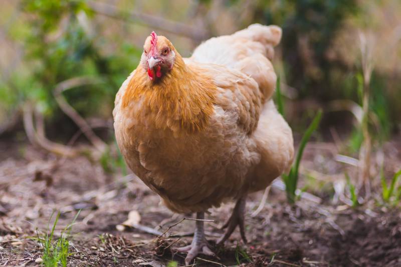 Buff Orpington hen walks along the ground