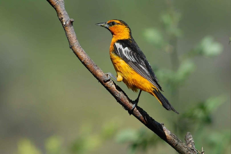 Bullock’s Oriole on a tree branch