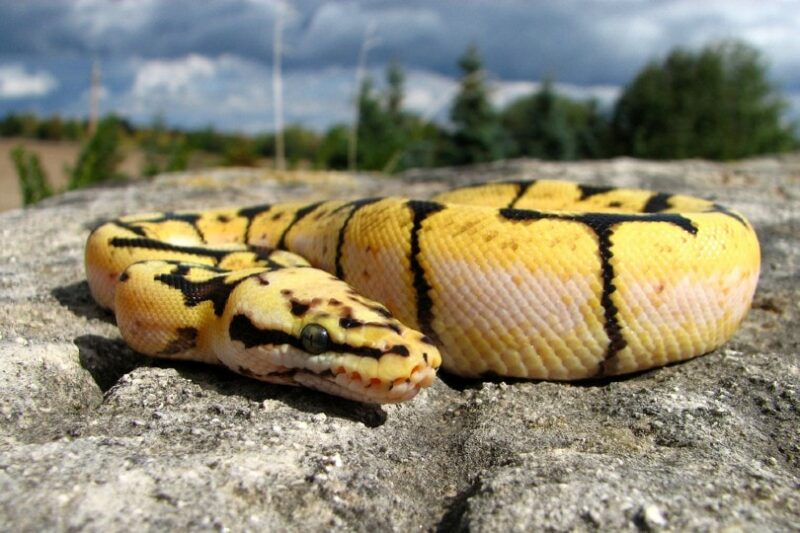 Bumblebee Ball Python outside