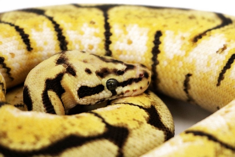 Bumblebee Ball Python