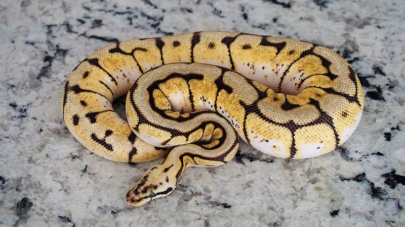 Bumblebee Ball Python