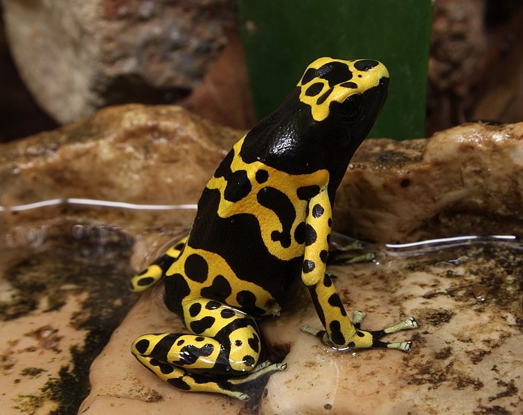 Bumblebee Poison Frog Dendrobates leucomelas