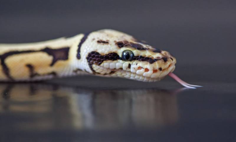 Bumblebee ball python (Python regius)