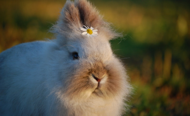 Bunny with flower
