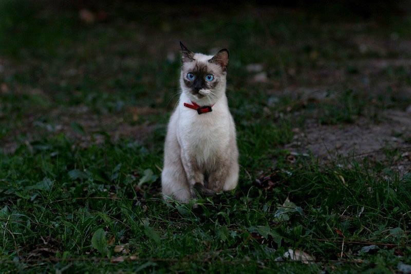 Burmese