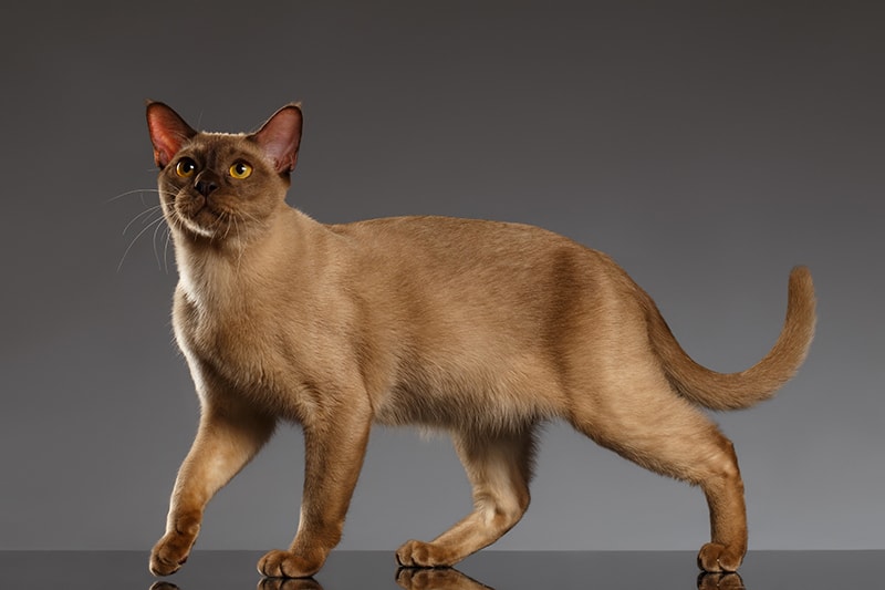 Burmese Cat Stands