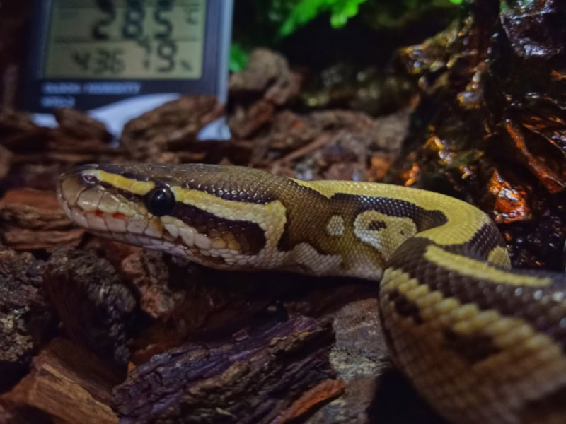 Butter ball python inside a terrarium