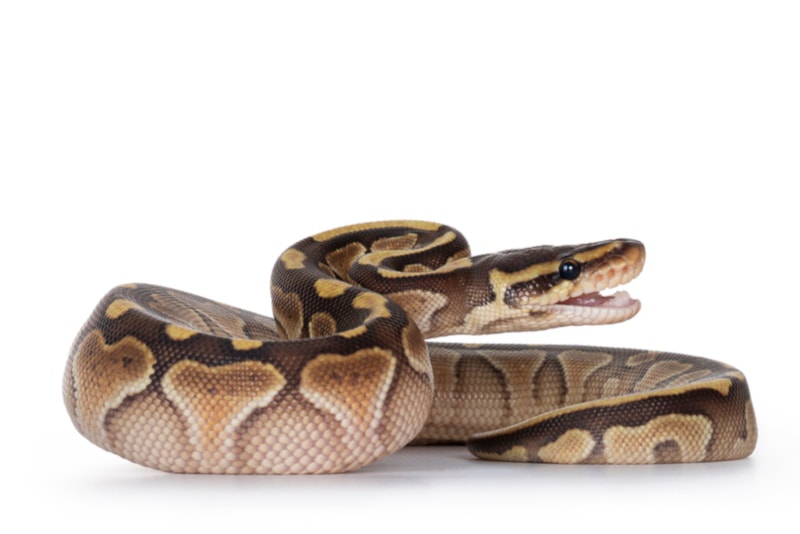 Butter ball python isolated on white background